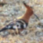 KR - Bird 2