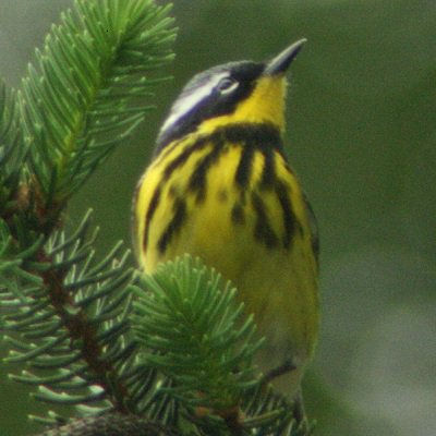 Magnolia Warbler