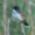 Eastern Kingbird
