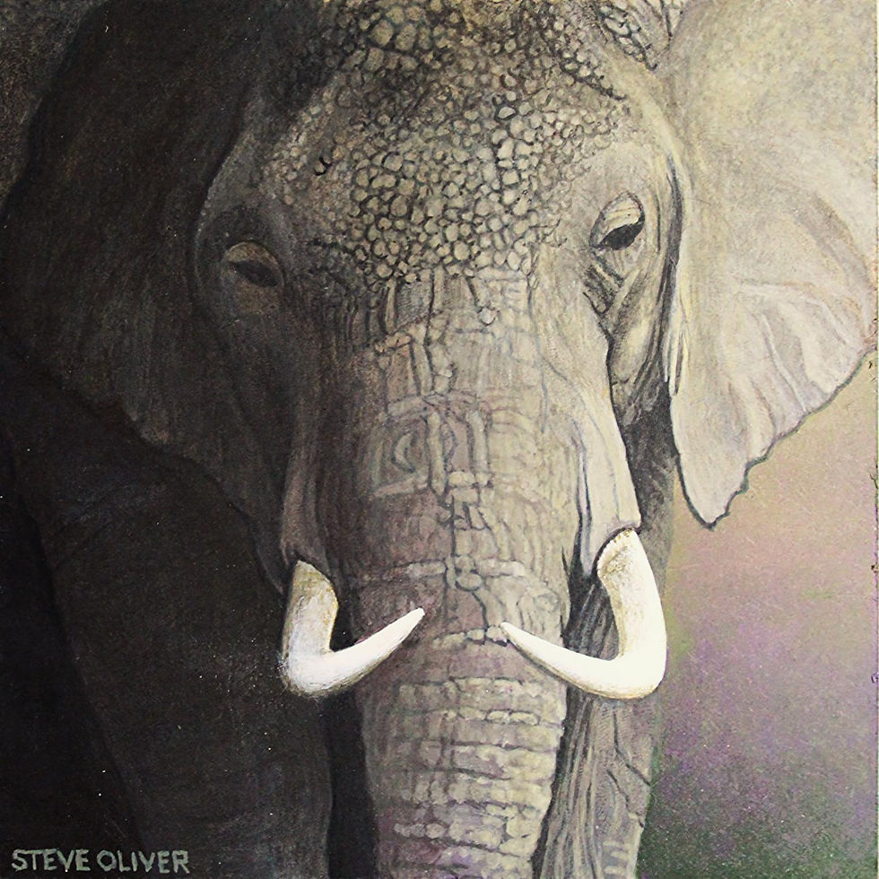 Elephant XX