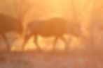 KR - Wildebeast 1