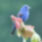 Blue Grosbeak