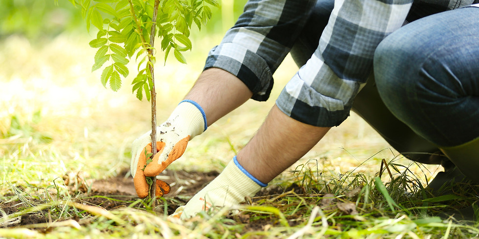Tree Planting on Carl Voss Trail
