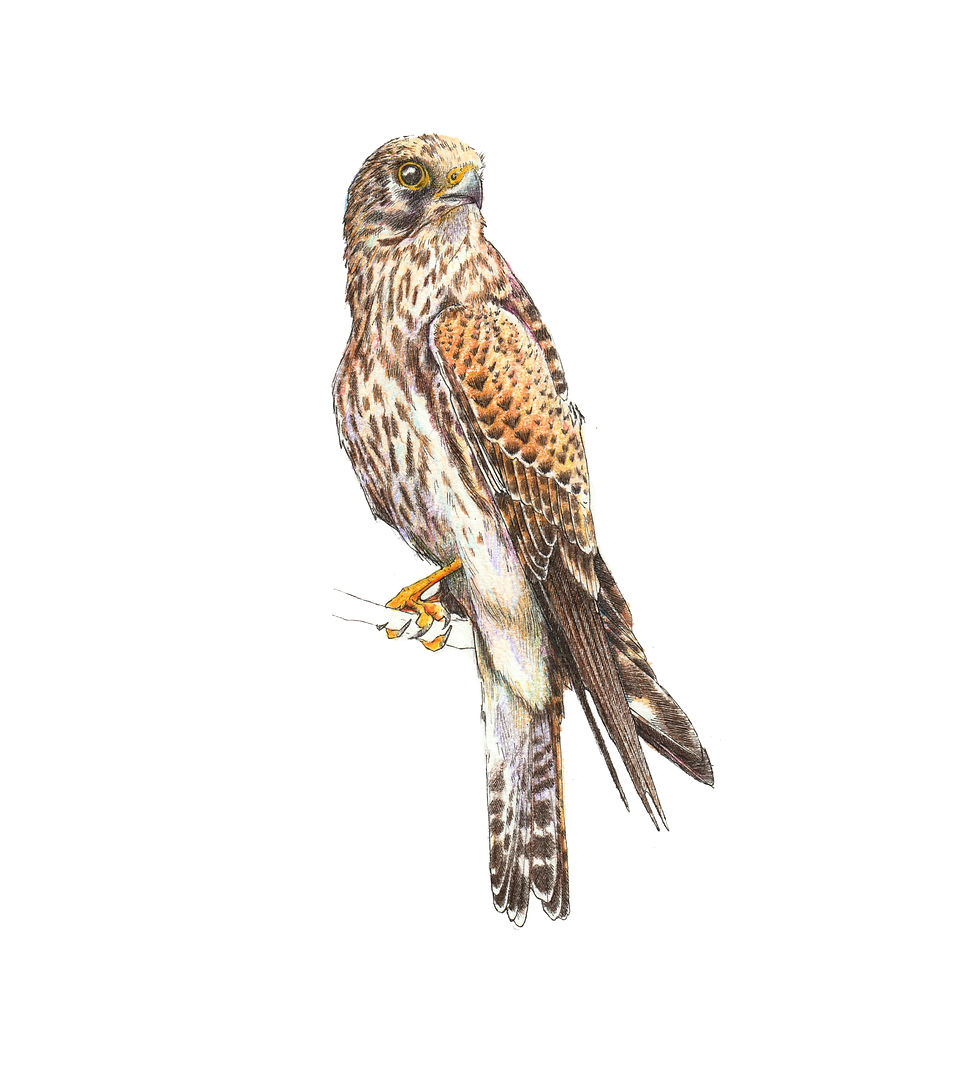 kestrel art