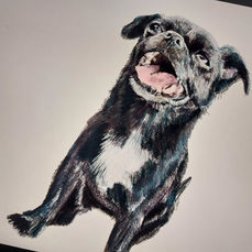 dog illustration, pet portrait, RHB.ILLUSTRATE, Rebecca Seddon