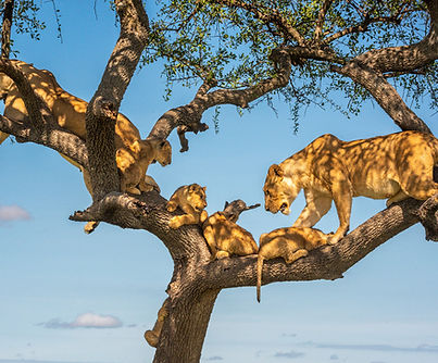 two-lionesses-tree-with-four-cubs.jpg