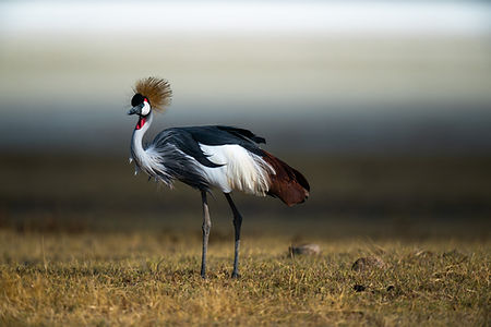 grey-crowned-crane-also-known-as-african-crowned-crane.jpg