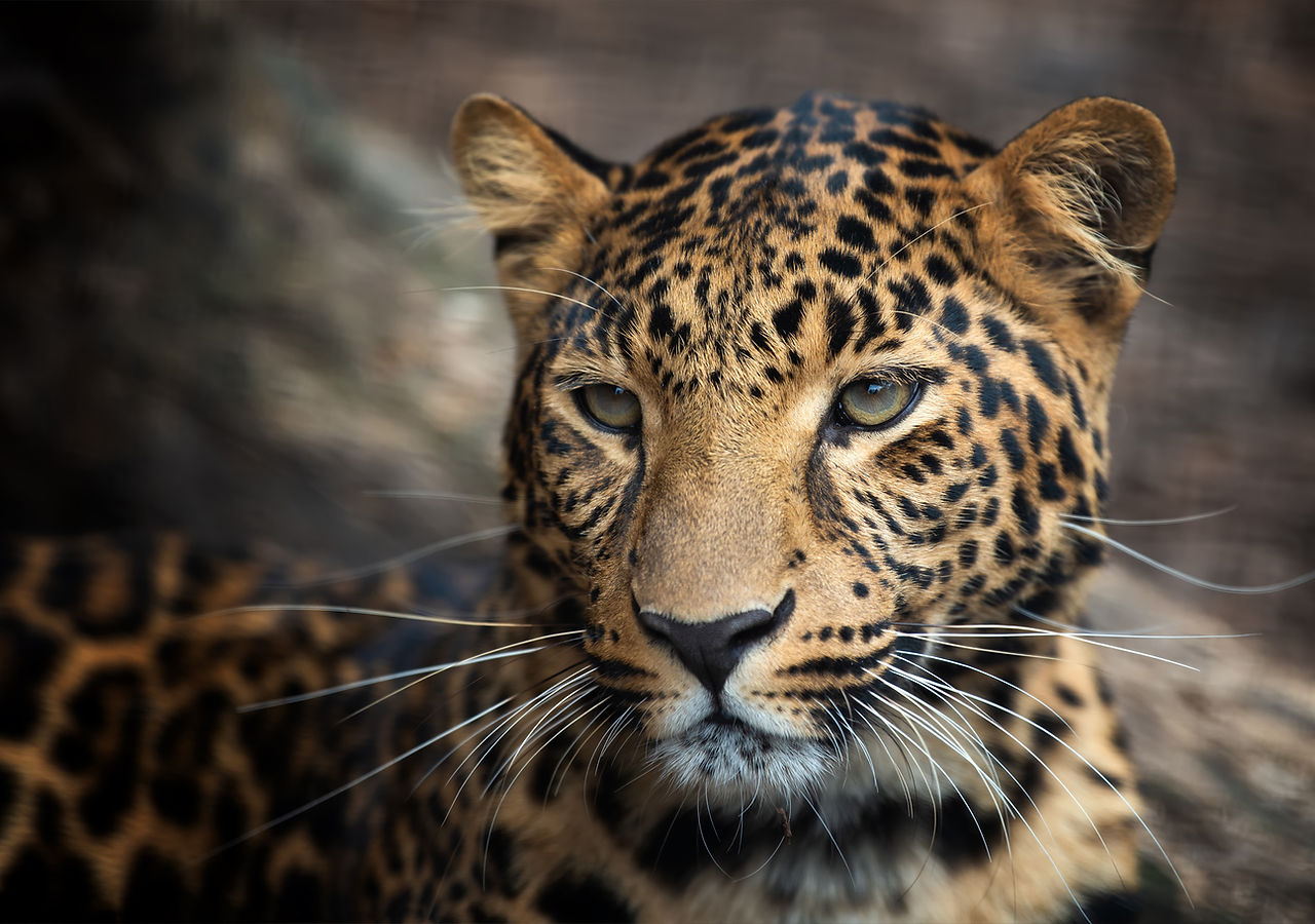 young-leopard-portrait.jpg