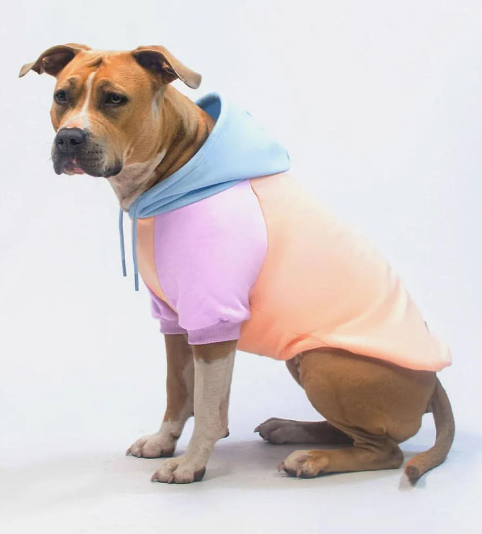 Partner-Pulli Dog