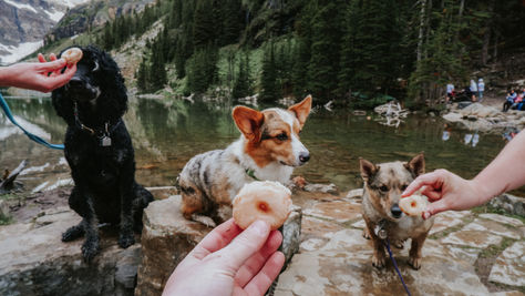 Donuts, Dogs, & Hiking!