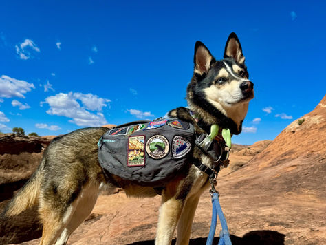 Mesa Verde National Park & Four Corners, Colorado: Dog-Friendly Adventure Guide