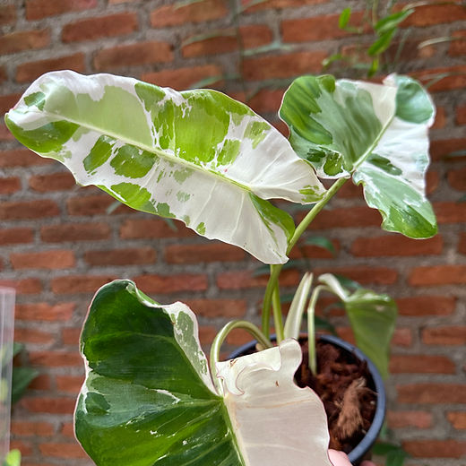 Philodendron | Rare Plants TC