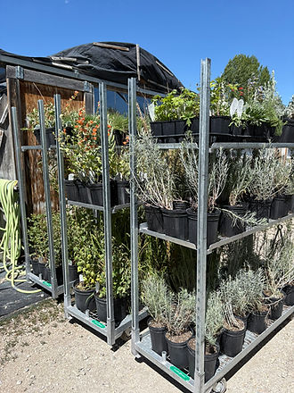 Retail Staged 2.JPEG