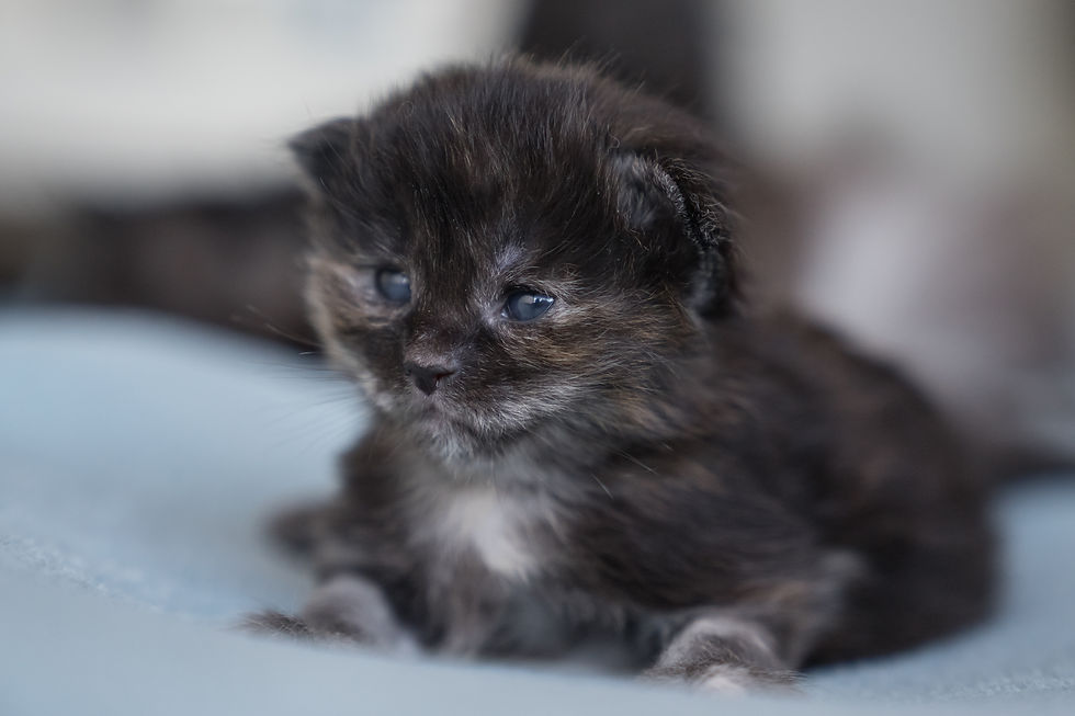 First Things First, poes