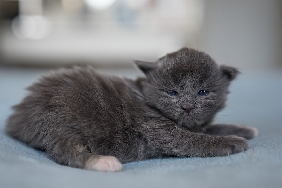 Love at First Sight*PL, poes