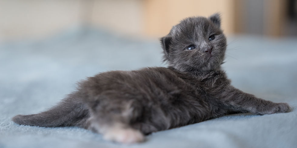 Love at First Sight*PL, poes