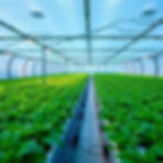 design, build, and commission hydroponic farms for businesses in india.jpg
