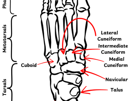 X-ray Anatomy Radiology: Foot Essentials for Every Student