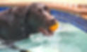Dog in pool.JPG