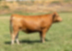 CG Polled Queen 0088