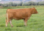 2145F - Dam of CGX International 3434L