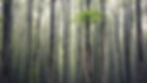 Wald für Bus.jpg
