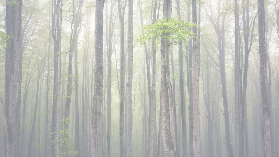 Hintergrund Bild der Angebot Seite - Malerischer Buchen Wald