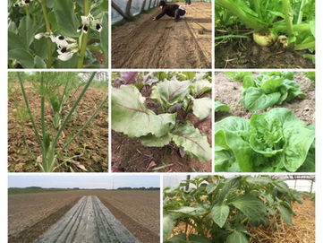 Première récolte à venir…