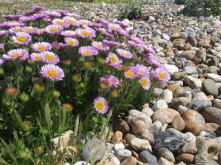 Seaside planting challenges & inspiration 