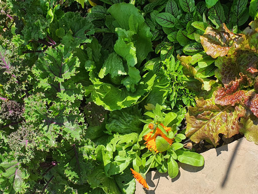 Explosive salad garden corner 