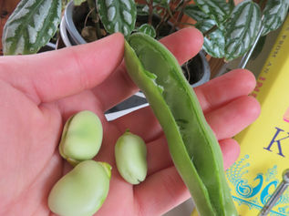 Broad bean heaven