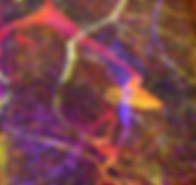 systems microscopy.png