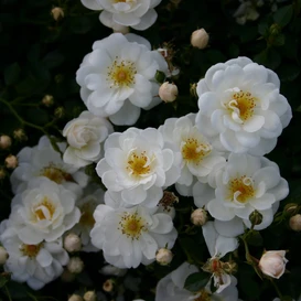 944-01 (Copiar)