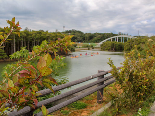 Million River Mangroves in Kin