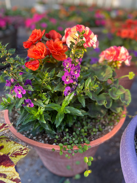Planter with bright blooms and a combination of flowers