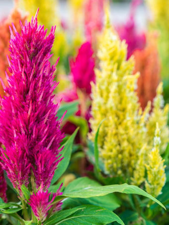 celosia plumes in pink and yellow