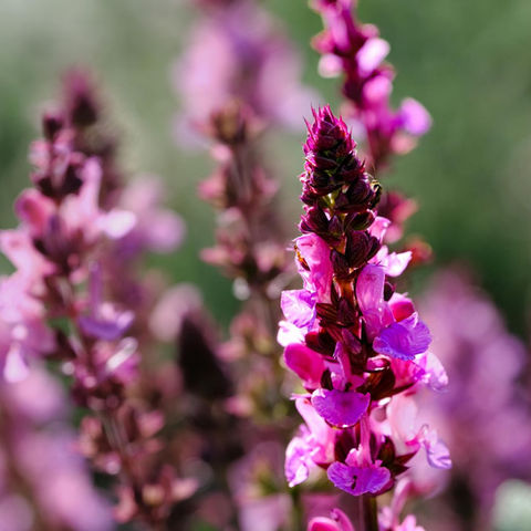 pink salvia spikes