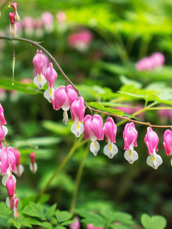 bleeding heart perennial