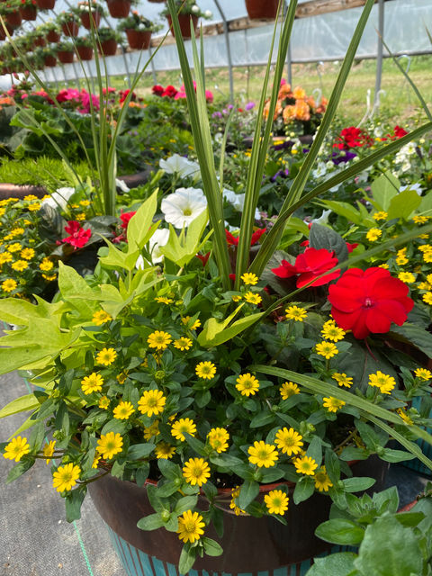 Planter with bright blooms and a combination of flowers