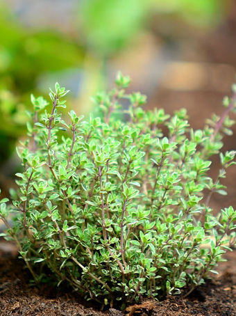 Thyme plant in soil