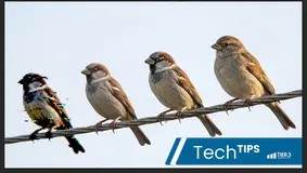 Four realistic images of birds on a wire: three progressively realistic sparrows and one pixelated. Blue banner with white text overlay reads "Tech Tips, Tier 3 Technology."