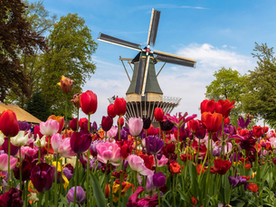 Tulips and a windmill in Holland