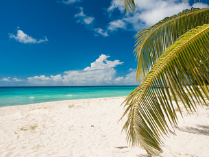 A beach in the Caribbean