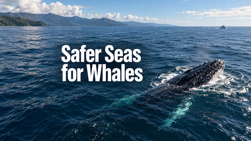 AI-generated editorial illustration of a humpback whale and a distant vessel at sea, with the headline Safer Seas for Whales.