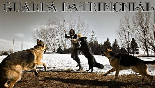 adestramento de cães