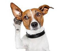 adestrador de cães