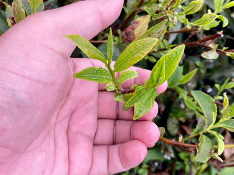 प्रेम तापस