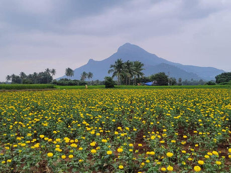 अंत की कला: दुख, भय और चिंताओं को समाप्त करने का मार्ग (सुबह का सत्र, 23 जनवरी 2024)