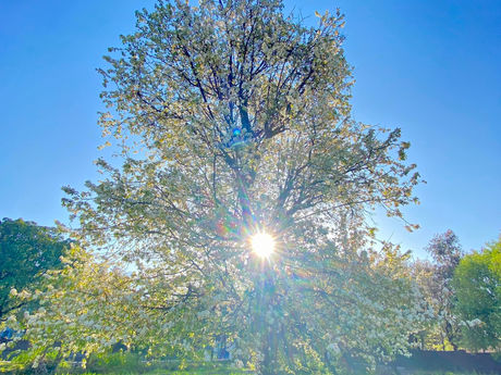 हो हो हुतात्मा हो