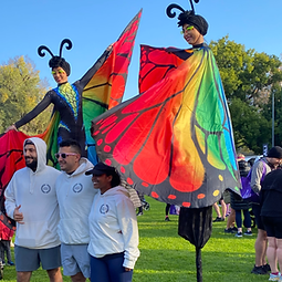 stilt butterflies
